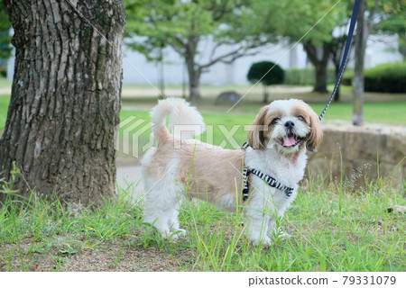 Shih tzu Shih tzu 79331079