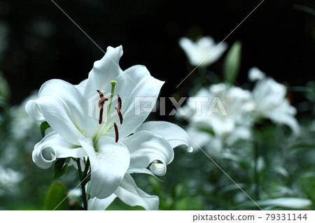 A flower that symbolizes chastity 79331144