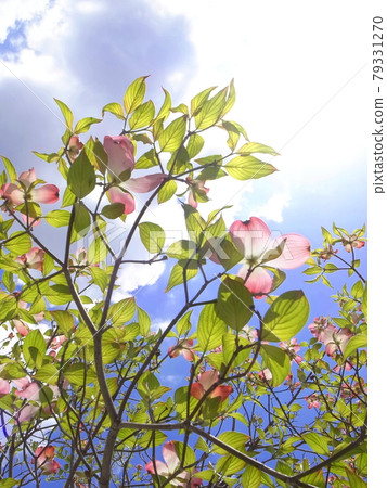 山茱萸花瓣和藍天 山茱萸花瓣和藍天 79331270