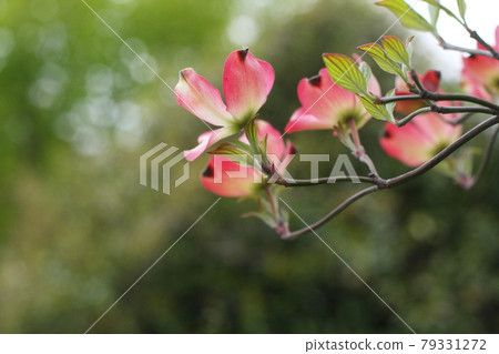 山茱萸花瓣綠背 山茱萸花瓣綠背 79331272