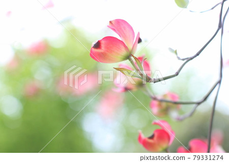 山茱萸花瓣綠背 山茱萸花瓣綠背 79331274