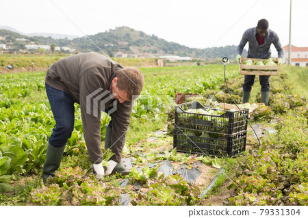 Lettuce harvesting process on the plantation Lettuce harvesting process on the plantation 79331304