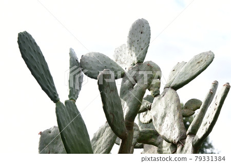 Cactus sky Cactus sky 79331384