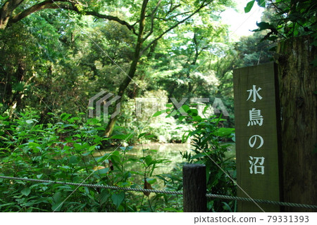 National Science Museum Attached Nature Education Park Waterfowl National Science Museum Attached Nature Education Park Waterfowl 79331393