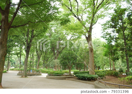 Take a walk in Shinjuku Central Park Take a walk in Shinjuku Central Park 79331396