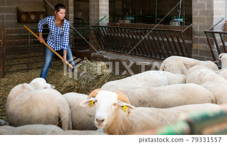 Woman pitching hay in stall with sheeps Woman pitching hay in stall with sheeps 79331557