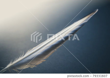 Feather on gray background Feather on gray background 79331607