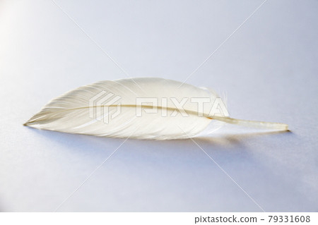White feather on light background White feather on light background 79331608
