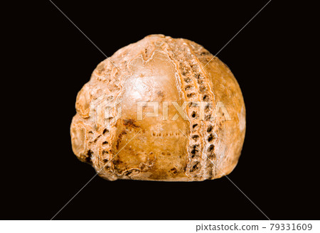 Sea urchin fossil on black background Sea urchin fossil on black background 79331609