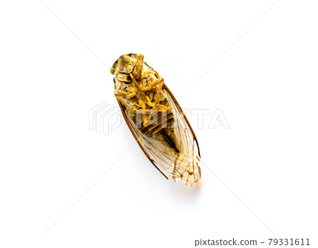 Cicada isolated on white background Cicada isolated on white background 79331611