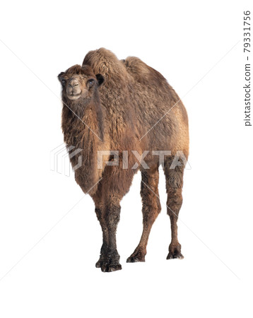 camel isolated on white background 79331756
