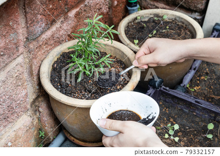 Coffee grounds being added to rosemary plant as natural organic fertilizer rich in nitrogen for growth 79332157