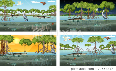 Different mangrove forest landscape scenes with various animals Different mangrove forest landscape scenes with various animals 79332242