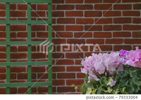 仙客來 仙客來 79333004