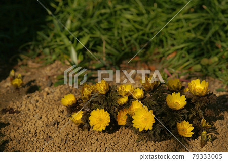 阿多尼斯拉莫薩 阿多尼斯拉莫薩 79333005