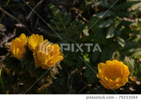 阿多尼斯拉莫薩 阿多尼斯拉莫薩 79333084