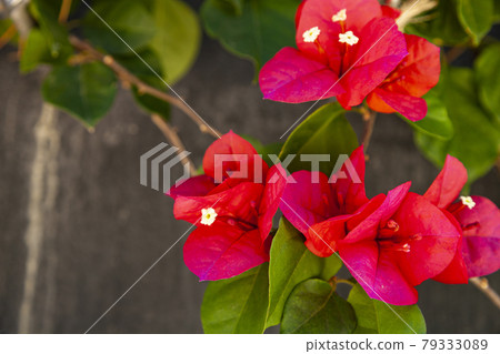 Red bougainvillea blooms in a summer park. 79333089