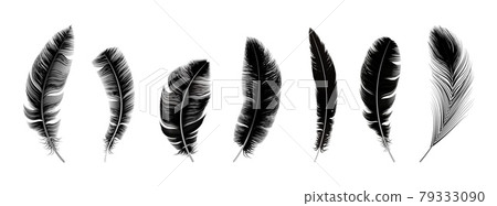 Realistic black feathers. Birds feather, quill swan or crow plumage elements. Decorative isolated fluffy boho symbols, mystic magic equipment vector set Realistic black feathers. Birds feather, quill swan or crow plumage elements. Decorative isolated fluffy boho symbols, mystic magic equipment vector set 79333090