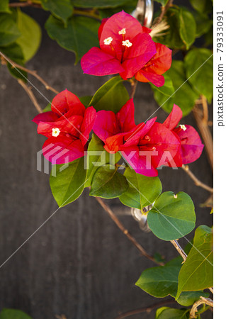 Red bougainvillea blooms in a summer park. Red bougainvillea blooms in a summer park. 79333091