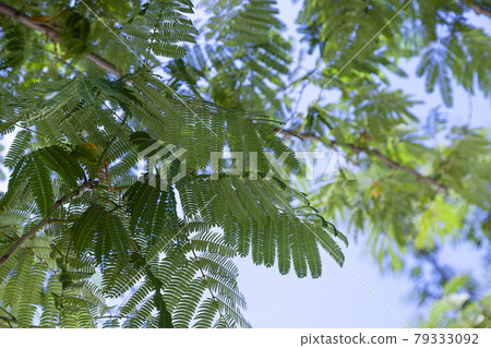 Green leaves against a blue sky. Green leaves against a blue sky. 79333092
