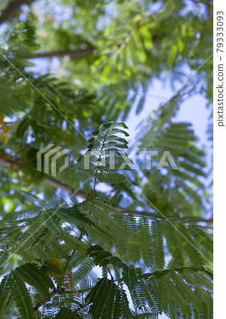 Green leaves against a blue sky. 79333093