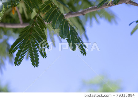 Green leaves against a blue sky. Green leaves against a blue sky. 79333094