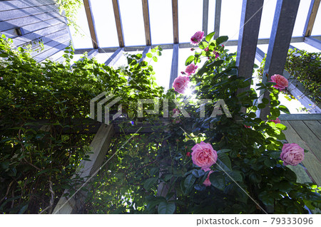 Beautiful pink rose on a wooden wall background. Beautiful pink rose on a wooden wall background. 79333096