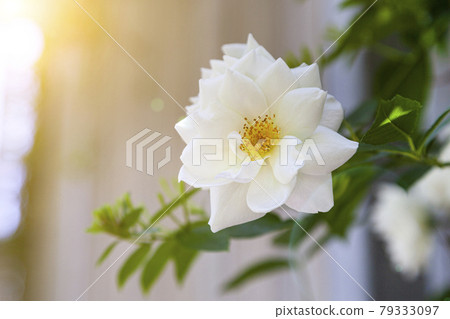 Beautiful white rose on the background of a wooden wall. Beautiful white rose on the background of a wooden wall. 79333097