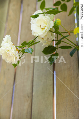 Beautiful white rose on the background of a wooden wall. Beautiful white rose on the background of a wooden wall. 79333098