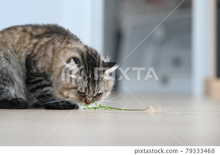 A beautiful cat eating fresh green grass on floor in living room. 79333468
