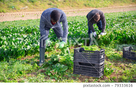 Workers clean ripe spinach and put in boxes on field Workers clean ripe spinach and put in boxes on field 79333616