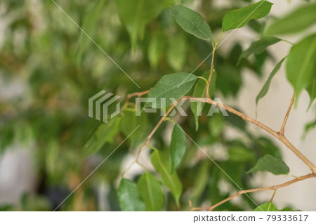 Juicy green leaves of a tree on a sunny summer day Juicy green leaves of a tree on a sunny summer day 79333617