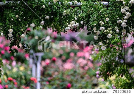 金澤玫瑰園 金澤玫瑰園 79333626