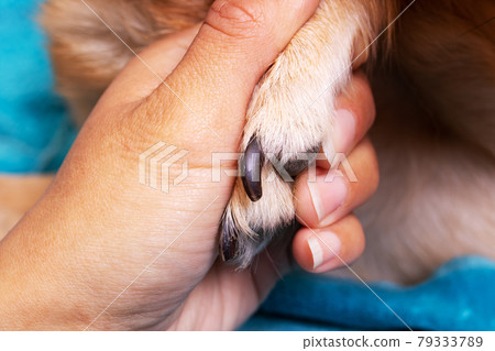 Hand holding a dog's paw on blue background Hand holding a dog's paw on blue background 79333789
