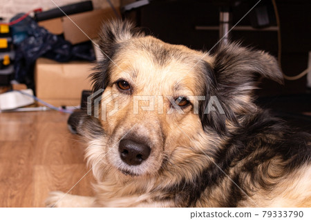 Portrait of light fluffy dog on background of boxes Portrait of light fluffy dog on background of boxes 79333790