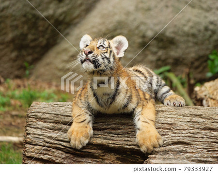 Child of Amur tiger looking up at the sky Child of Amur tiger looking up at the sky 79333927