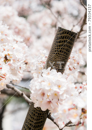 [Graduation image: A cylinder to put the cherry blossoms in full bloom and a diploma] 79334157
