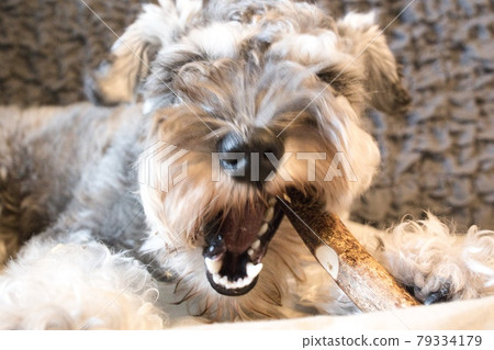 Rough miniature schnauzer 79334179