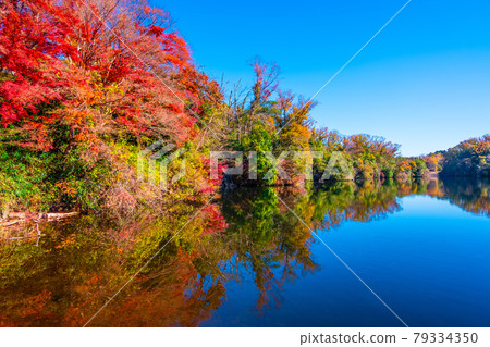 Osaka Prefectural Forest Autumn Leaves Muroike 79334350