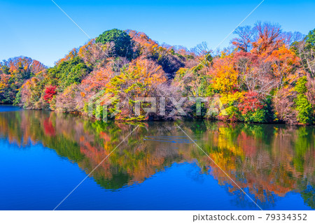 Osaka Prefectural Forest Autumn Leaves Muroike Osaka Prefectural Forest Autumn Leaves Muroike 79334352