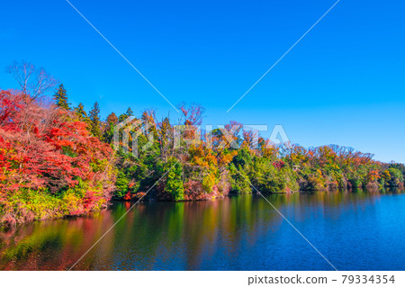 Osaka Prefectural Forest Autumn Leaves Muroike 79334354