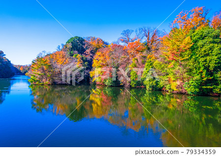 Osaka Prefectural Forest Autumn Leaves Muroike Osaka Prefectural Forest Autumn Leaves Muroike 79334359