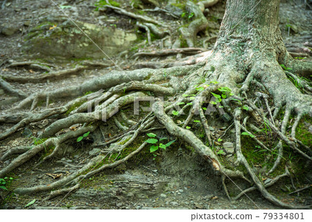 Gnarled tree roots spread out along forest floor with new green growth and moss 79334801