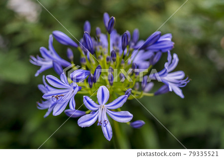 Colorful one-wheeled agapanthus Colorful one-wheeled agapanthus 79335521