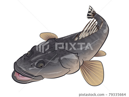 Magoshi Magoshi 79335664