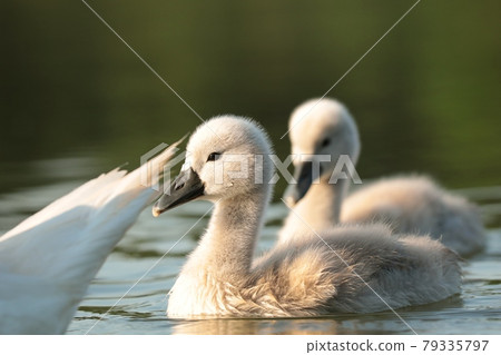 Young swans follow their mother on a sunny morning Young swans follow their mother on a sunny morning 79335797