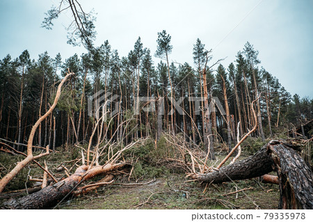 Tornado storm damage. Fallen pine trees in forest after storm. Uprooted trees fallen down in woodland due to wind storms Tornado storm damage. Fallen pine trees in forest after storm. Uprooted trees fallen down in woodland due to wind storms 79335978