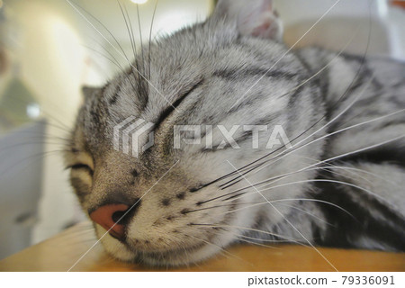 Cat sleeping peacefully 79336091