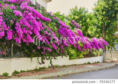 Decoration of a residential building with bright purple flowers 79336177