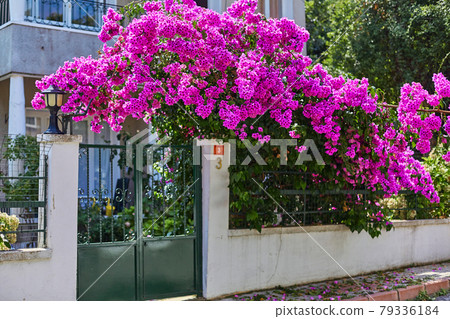 Decoration of a residential building with bright purple flowers 79336184
